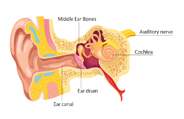 Anatomical illustration of the human ear showing the ear canal, eardrum, middle ear bones, cochlea, and auditory nerve.